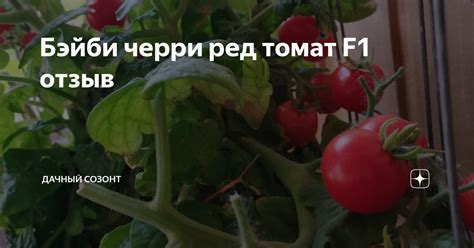Бэйби черри ред томат F1 отзыв | Дачный СозонТ | Дзен