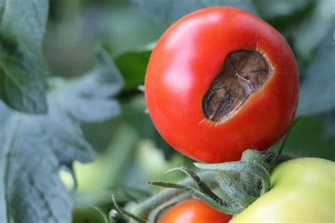 Bl Tenendf Ule An Tomaten Hausmittel