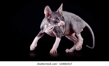 Pretty Pussy Nude Photo Royalty Free Images Stock Photos Pictures Shutterstock