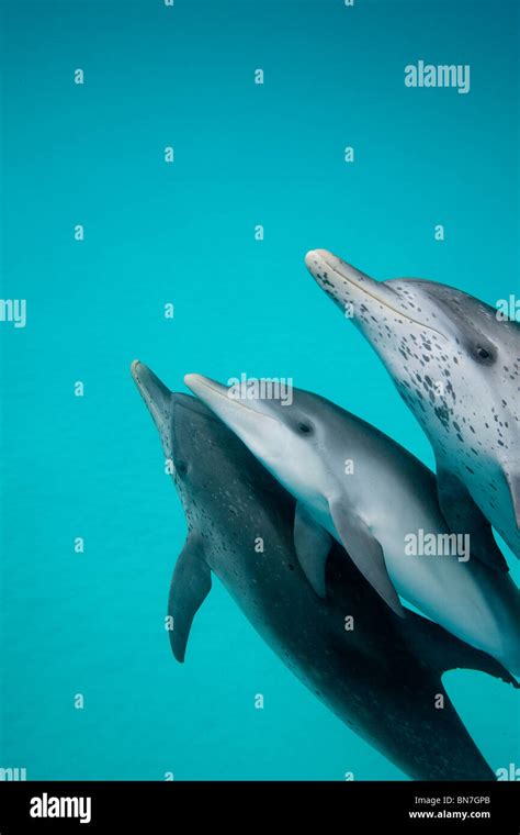 Atlantic Spotted Dolphin Stenella Frontalis Play In Shallow Water