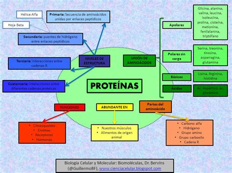 Mapa Mental De Proteinas - Mapa Mental De Proteínas - NAZAEDU