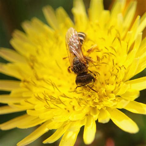 TOP 10 BEE-FRIENDLY FLOWERS - Beekeeping Like A Girl