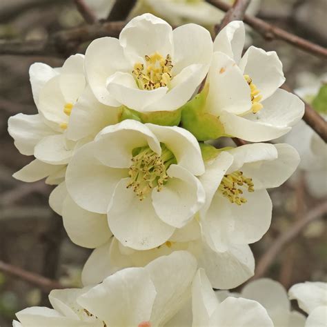 Flowering Quince (Chaenomeles × superba "Jet Fire")