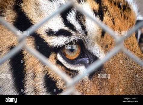 Siberian Tiger Eye Color