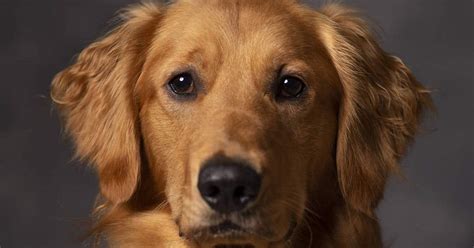 Golden Retriever Rescues In Florida Adopt A Golden Retriever Near You