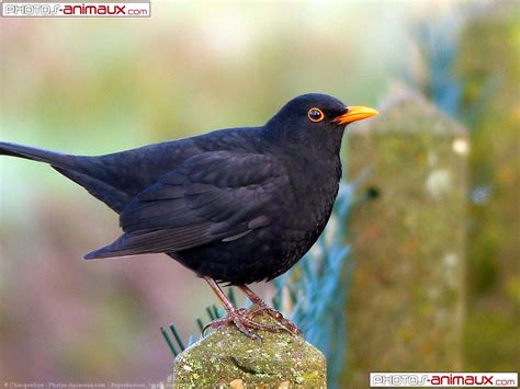 Photo de Merle > Merle > N° 622907 sur Photos-Animaux.com