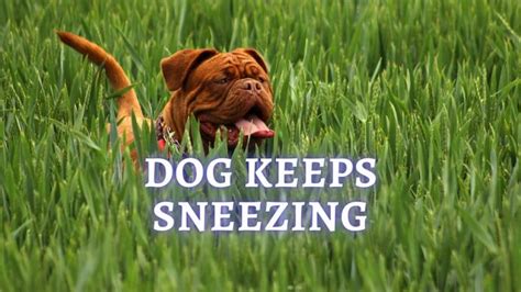 how to get dog to stop sneezing