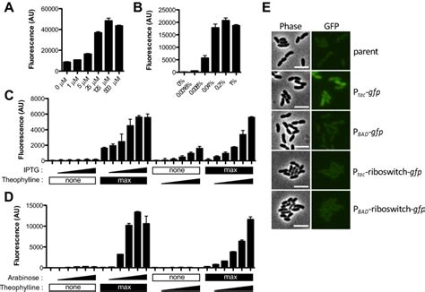 A Modular Chromosomally Integrated Toolkit For Ectopic Gene Expression