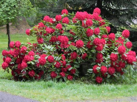 Rhododendrons Plant Care And Collection Of Varieties