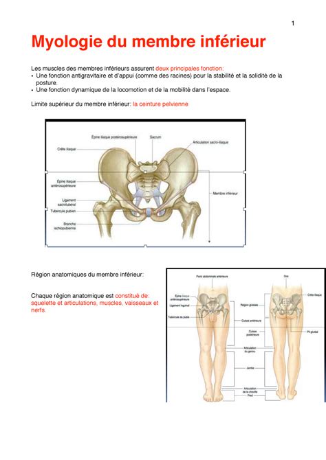 Chapitre Myologie Du Membre Inf Rieur Myologie Du Membre Inf Rieur