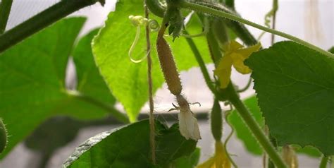 Кровяная мука как удобрение: увеличиваем азот в грунте