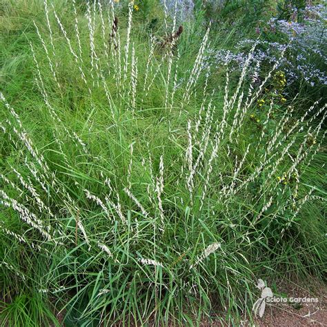 Bouteloua Curtipendula 1 Sideoats Grama Scioto Gardens Nursery