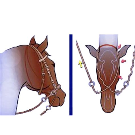 Уздечка для лошади