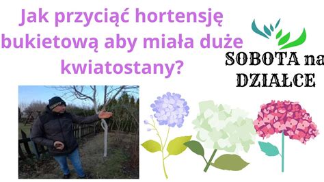 Jak przyciąć hortensje bukietowe aby miały duże kwiatostany YouTube