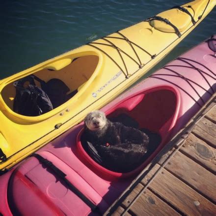 Kayaking on Elkhorn Slough, Moss Landing, CA - California Beaches