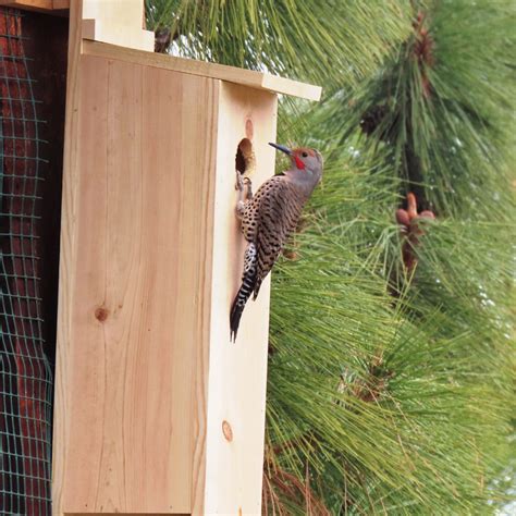 Flicker Nest Box - Think Wild - Wildlife Hospital and Conservation Center