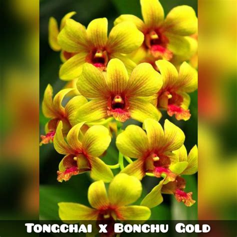 Jual Anggrek Dendrobium Tongchai Gold X Bonchu Gold Dewasa Shopee