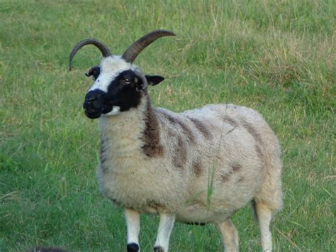 Jacob Sheep Ewe