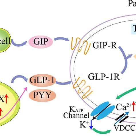 The structure of ASBT inhibitor. | Download Scientific Diagram