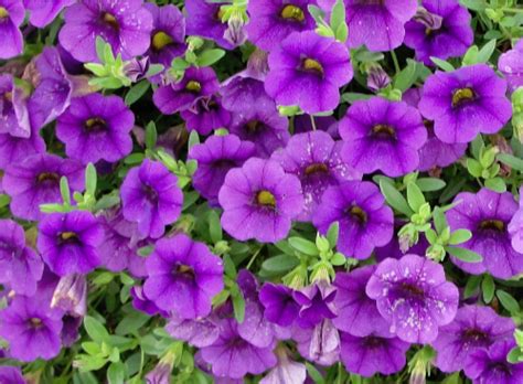 Callie Purple Calibrachoa
