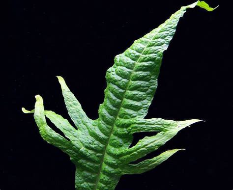 Папоротник таиландский - Microsorum pteropus