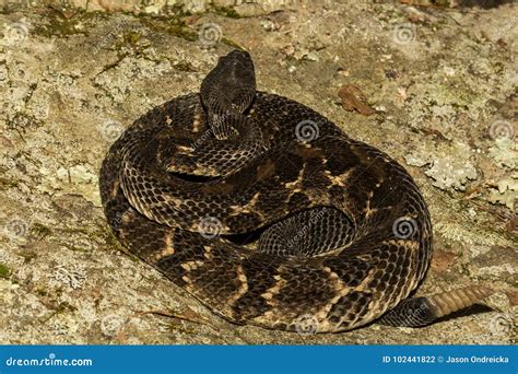 Timber Rattlesnake stock photo. Image of natural, habitat - 102441822