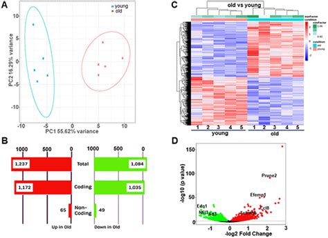 Transcriptome Analysis Of Mouse Aortae Reveals Multiple Novel Pathways