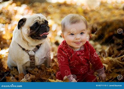 Baby Kid With Pug Dog Stock Photo - Image: 8571110