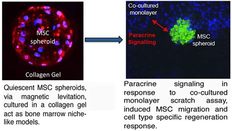 A Quiescent Regeneration Responsive Tissue Engineered Mesenchymal Stem