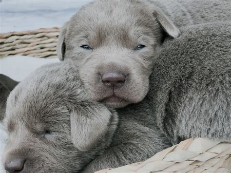 Silver Labrador Retriever Puppies for Sale | Silver and Charcoal Kennels