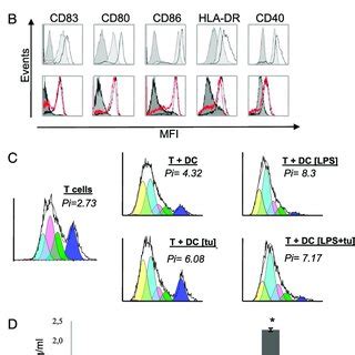 HKDCs Exhibit The Phenotypical And Functional Characteristics Of Mature