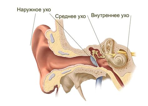 Причины и лечение воспаления уха (отита) | «Клинико-Диагностическое ...