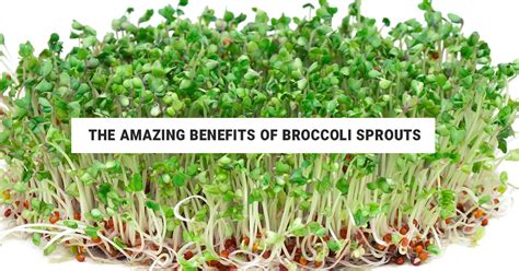 Broccoli Sprouts Benefits How To Grow Them And Uses In The Kitchen