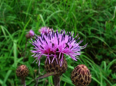 Серпуха растение медонос для пчел — Виды, Описание, Медопродуктивность ...