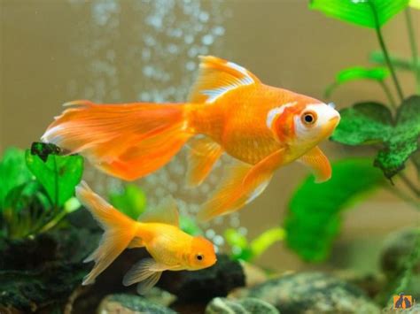 Описание породы питомцев - Аквариумные рыбы
