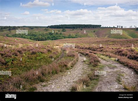Cannock Chase Staffordshire England Stock Photo Alamy