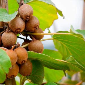 Kiwi Actinidia Deliciosa Jenny Selbstfruchtend Kaufen