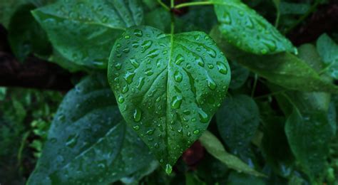 Papel De Parede Sai Comida Fotografia Gotas De Gua Verde Erva