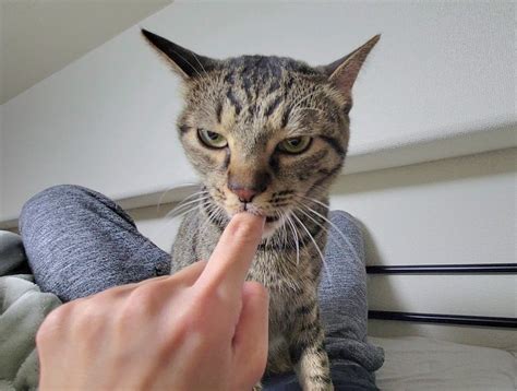 しぴこめの記録ᓚᘏᗢ On Twitter 凛々しい顔で指ちゅぱキメる〜🌾・ω・〜🌾