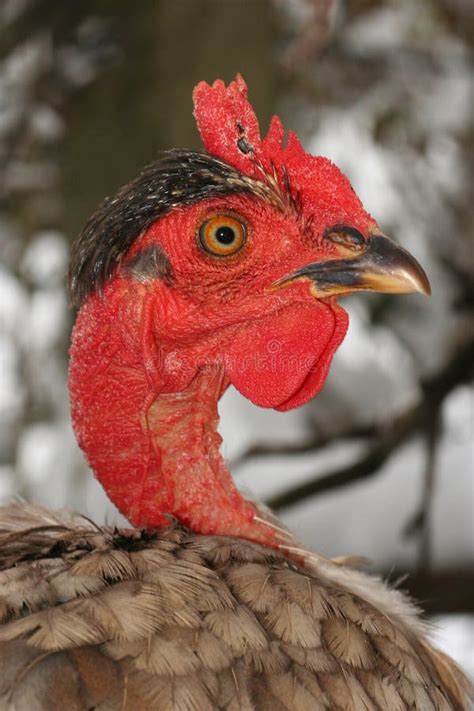 Portrait Of Banat Naked Neck Chicken Breed Stock Image Image Of Fowl