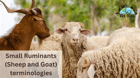 Small Ruminants Sheep And Goat Terminologies Vet Tips