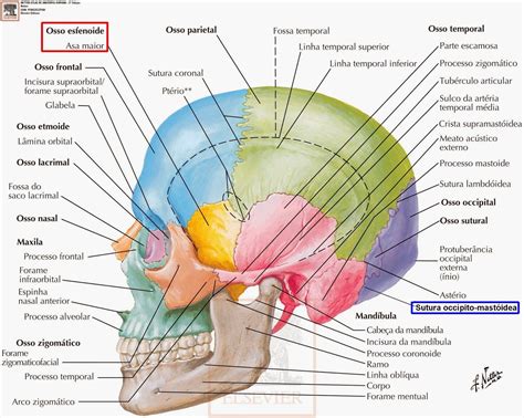 Quantos Ossos Tem Na Cabeca - Ossos Da Cabeça Anatomia - NAZAEDU