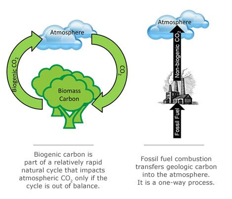 biomass_carbon_cycle – Washington Forest Protection Association