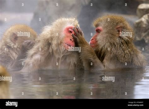 Snow Monkeys Japanese Macaques Bathing In Hot Springs And Grooming Each Other Jigokudani Nagano