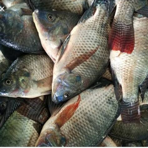 Jual Ikan Mujair Nila Merah Segar 1 Kg 1kg Shopee Indonesia