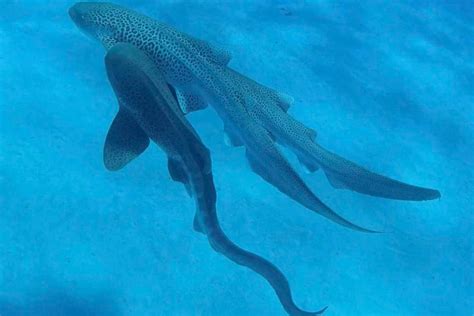 Sex Lives Of Whale Sharks Caught On Camera Pursuit Love Bites And Getting Into Position