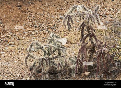 Cactus Known As The Cane Cholla Walking Stick Cholla Or The Chainlink