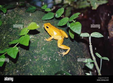 Golden Poison Dart Frog Phyllobates Terribilis Stock Photo Alamy