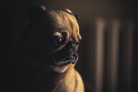 Dog Pug Puppy Pet Hd Wallpaper Wallpaper Flare