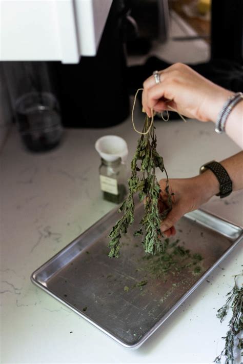 How To Dry Fresh Herbs In Any Quantity Sustainable Living